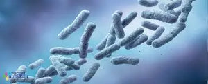 Lactobacillus Ferment